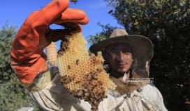 شاهد طريقة جني العسل في حقول شرق غزة