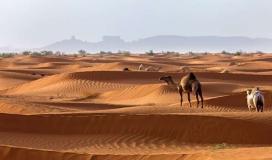 المزيني وش يرجعون السعودية عمان- فروع المزيني- نبذة عن المزيني ويكيبيديا