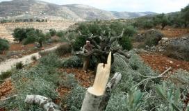 مستوطنون يقتلعون أشجار زيتون من أراضي الفلسطينيين شرق نابلس