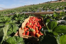 مزارعو غزة يفتتحون موسم الفراولة (8).JPG